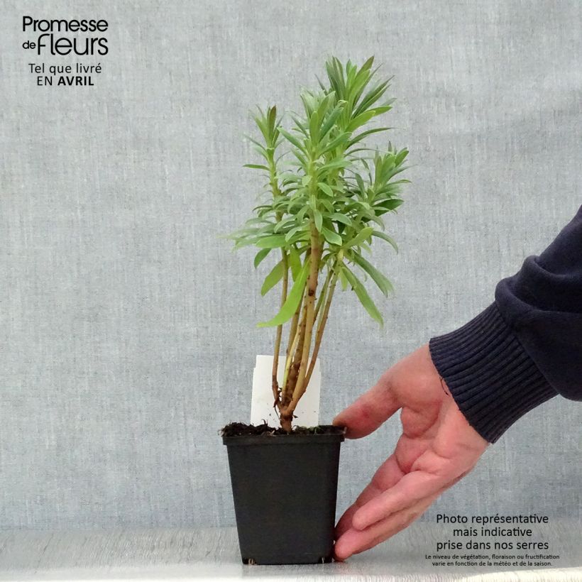 Spécimen de Euphorbe characias ssp. wulfenii Godet de 8/9 cm tel que livré au printemps