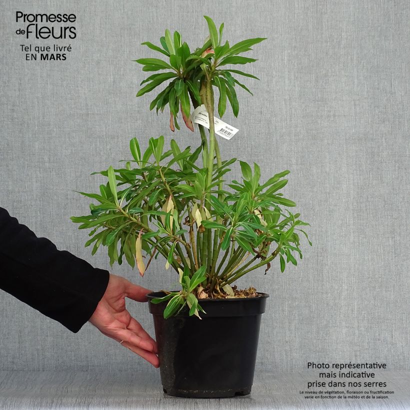 Spécimen de Euphorbe mellifère - Euphorbia mellifera Pot de 2L/3L tel que livré au printemps