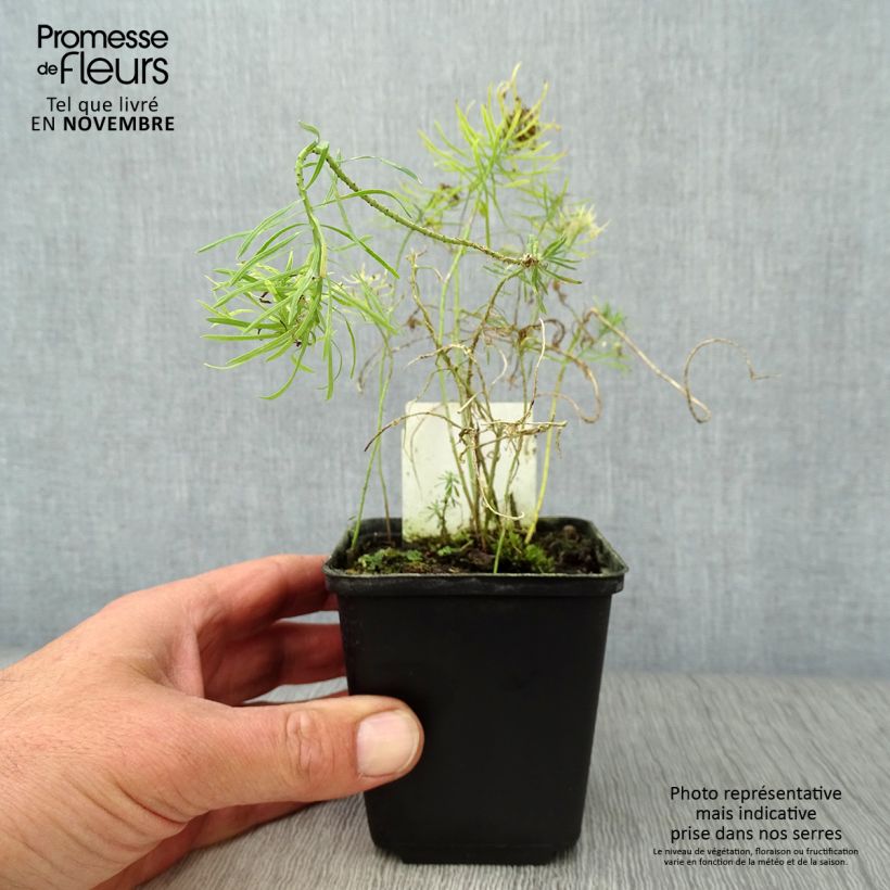 Spécimen de Euphorbe petit-cyprès Clarice Howard - Euphorbia cyparissias Godet de 8/9 cm tel que livré en automne