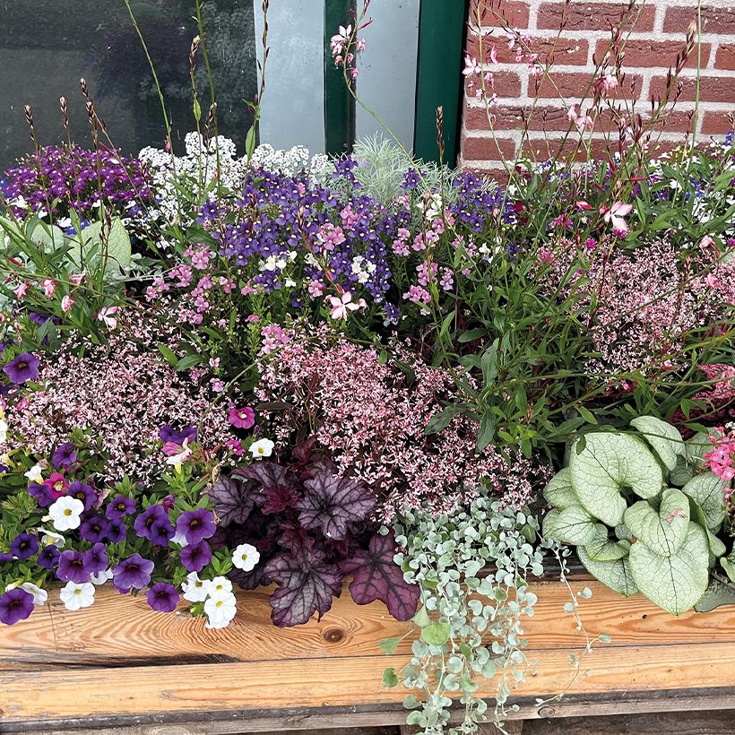 Euphorbe Shades in Pink (Port)