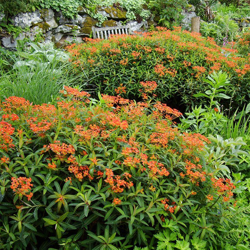 Euphorbia griffithii Dixter - Euphorbe de Griffith (Port)