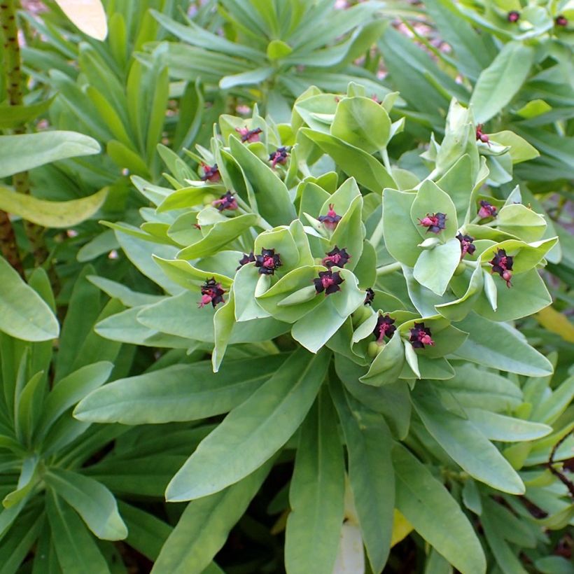 Euphorbia glauca (Foliage)
