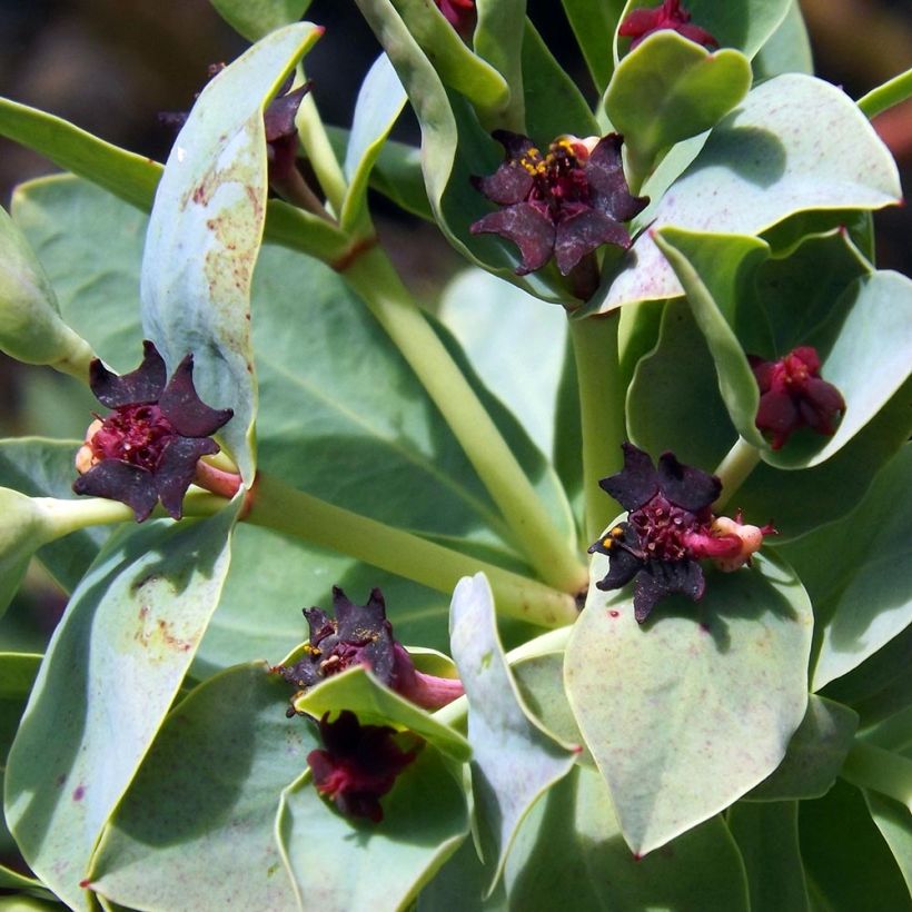 Euphorbia glauca (Flowering)