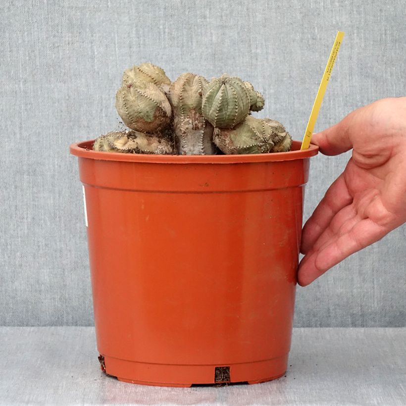 Spécimen de Euphorbia globosa - Euphorbe globuleuse Pot de 4L/5L, 18/20 diamètre tel que livré au printemps