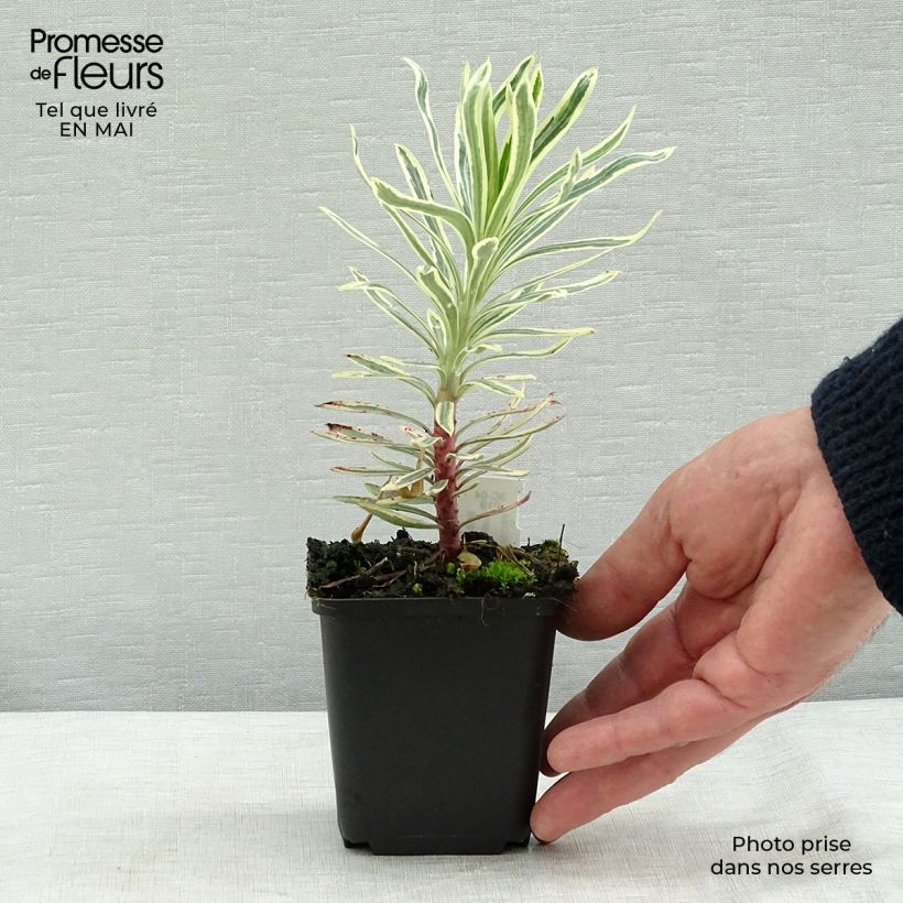 Spécimen de Euphorbia characias Emmer Green - Euphorbe arbustive panachée  Godet de 8/9 cm tel que livré au printemps