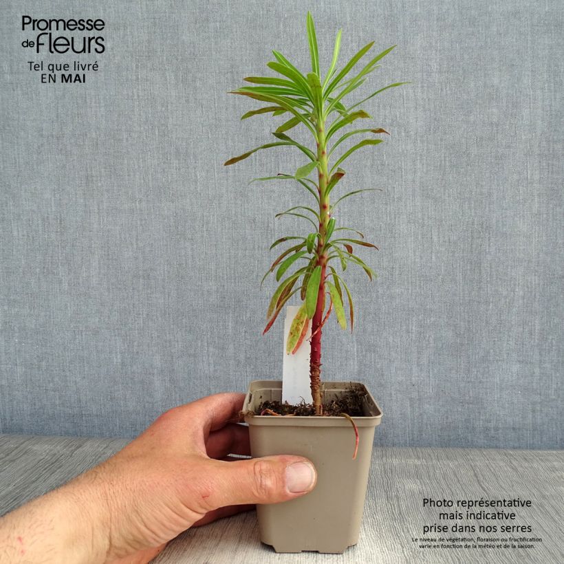 Spécimen de Euphorbia characias Purple and Gold - Euphorbe Godet de 8/9 cm tel que livré au printemps