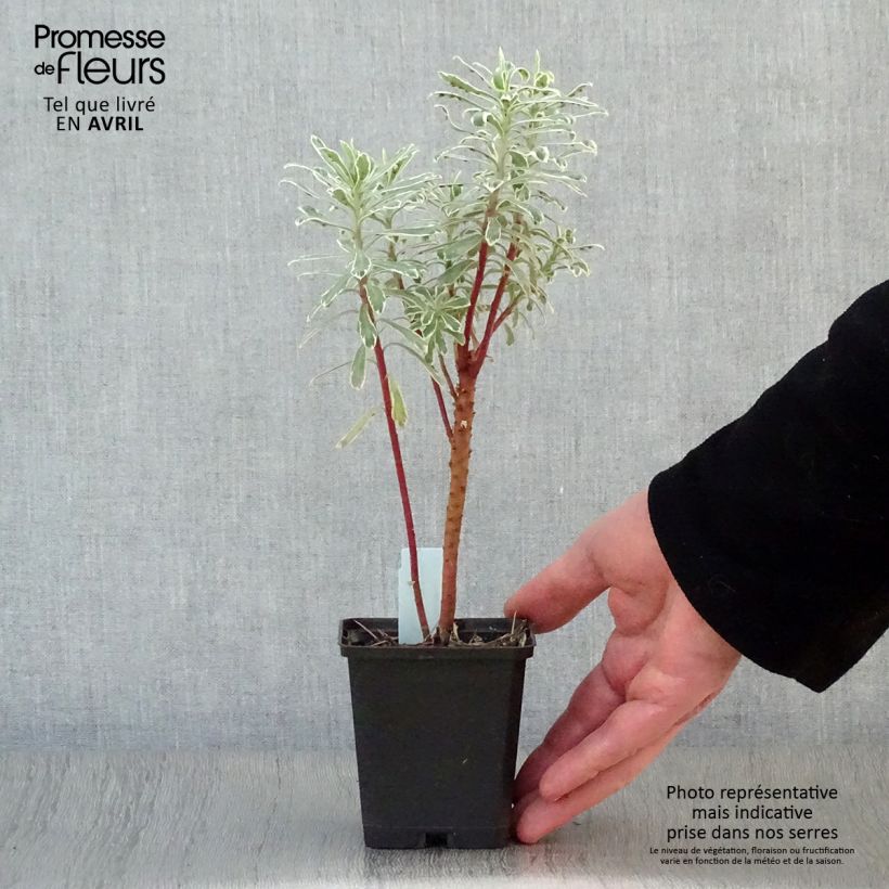 Example of Euphorbia characias Tasmanian Tiger - Euphorbe panachée Godet de 8/9 cm as you get in printemps