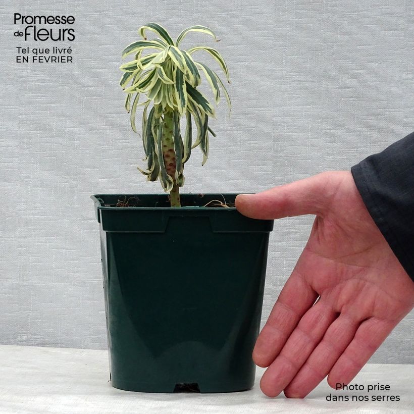 Example of Euphorbia characias Tasmanian Tiger - Euphorbe panachée Pot de 1,5L/2L as you get in hiver