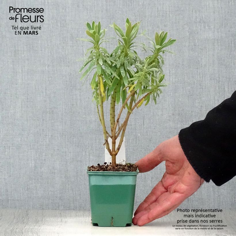 Example of Euphorbia characias ssp. characias - Euphorbe des garrigues Godet de 8/9 cm as you get in printemps