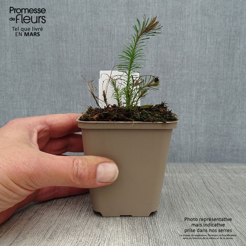 Spécimen de Euphorbia cyparissias Fens Ruby - Euphorbe petit-cyprès Godet de 8/9 cm tel que livré au printemps