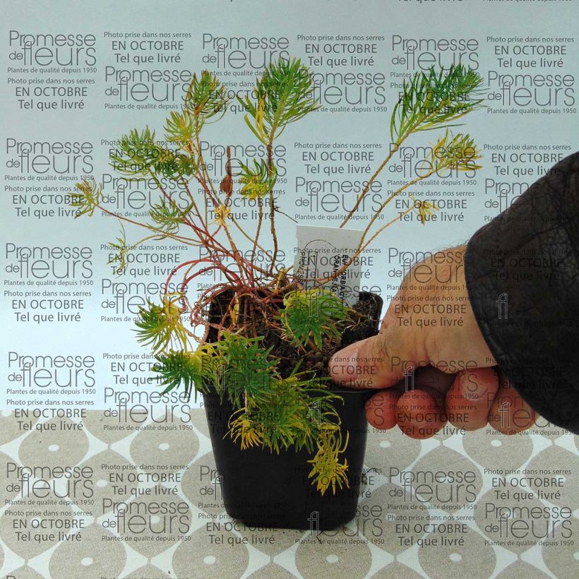 Exemple de spécimen de Euphorbia cyparissias Orange Man - Euphorbe petit-cyprès Godet de 8/9 cm tel que livré