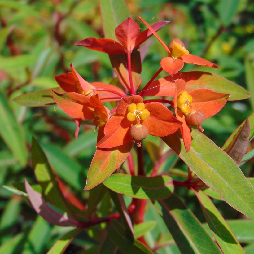 Euphorbia griffithii Fireglow - Euphorbe orange (Flowering)