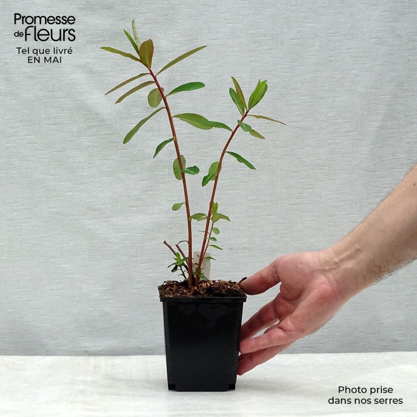 Example of Euphorbia griffithii Fireglow - Euphorbe orange Godet de 8/9 cm as you get in printemps