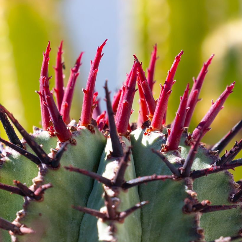 Euphorbia horrida Alba - Euphorbe (Feuillage)