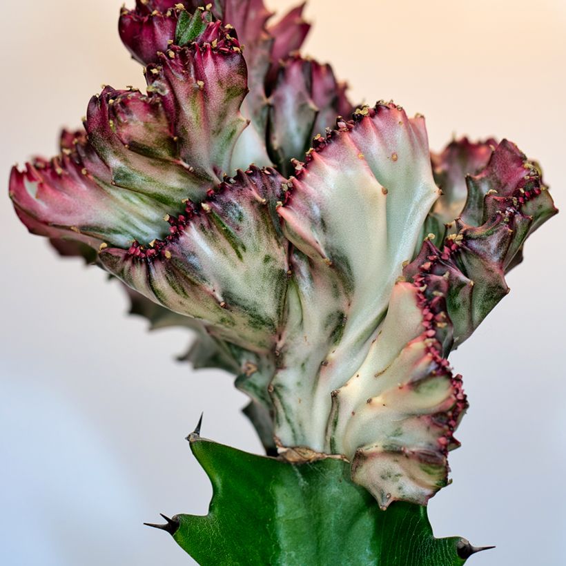 Euphorbia lactea Cristata - Euphorbe lactée (Feuillage)
