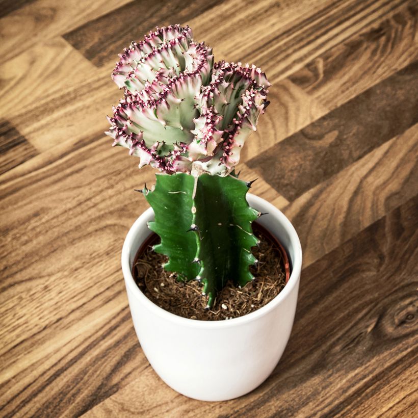 Euphorbia lactea Cristata - Euphorbe lactée (Port)