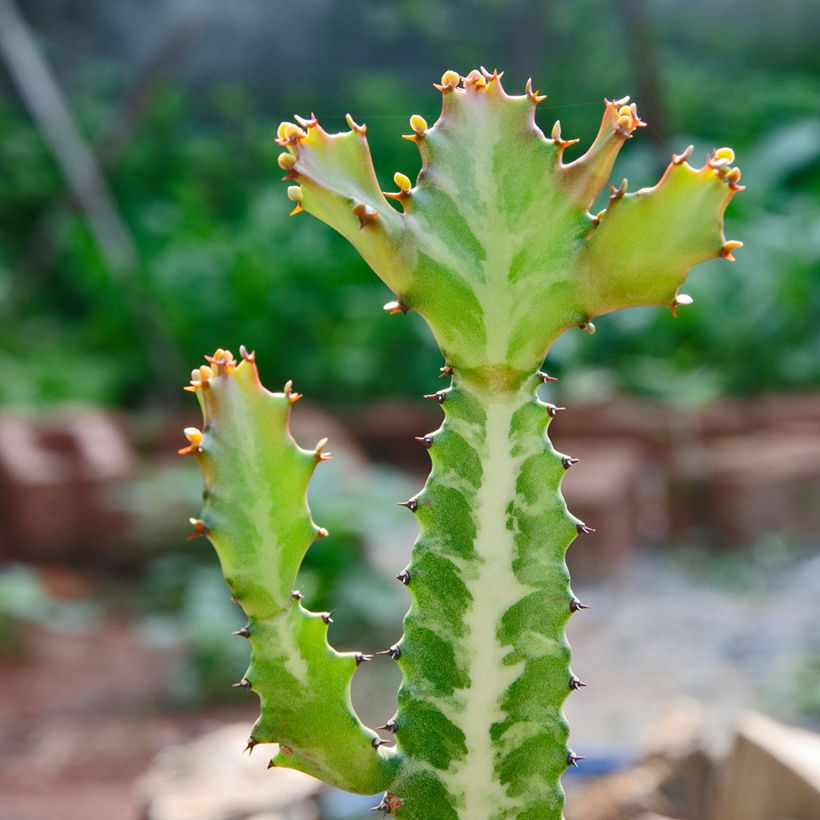 Euphorbia lactea - Euphorbe lactée (Feuillage)