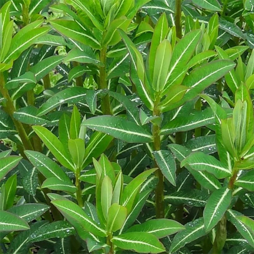 Euphorbia schillingii - Euphorbe schillingii (Foliage)
