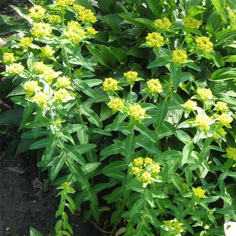 Euphorbia schillingii - Euphorbe schillingii (Plant habit)