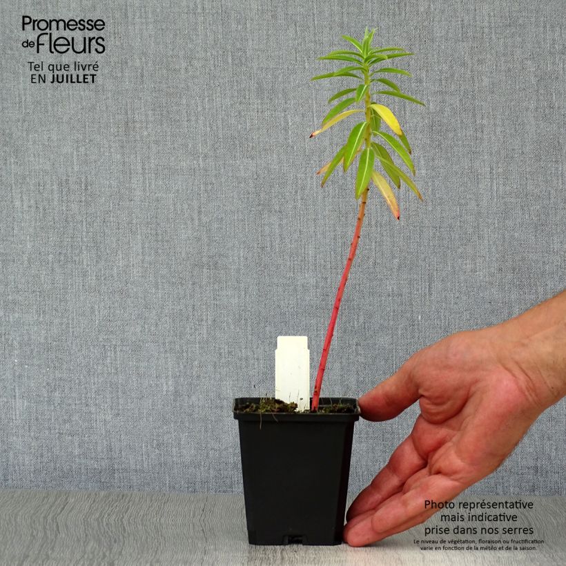 Spécimen de Euphorbia schillingii - Euphorbe schillingii Godet de 8/9 cm tel que livré en été