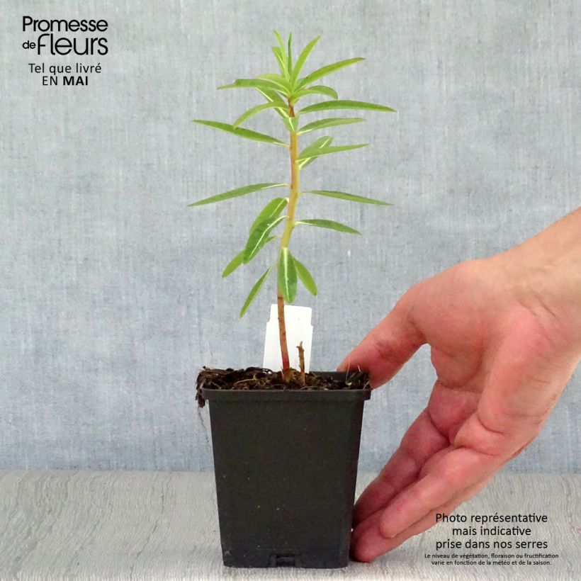 Example of Euphorbia schillingii - Euphorbe schillingii Godet de 8/9 cm as you get in printemps