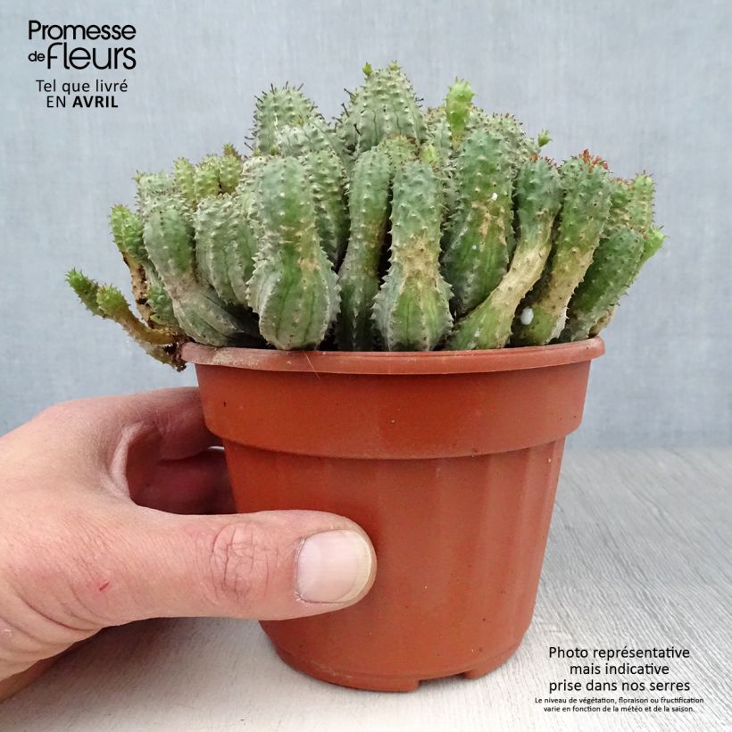 Spécimen de Euphorbia submammillaris Pot de 12 cm / 13 cm tel que livré au printemps