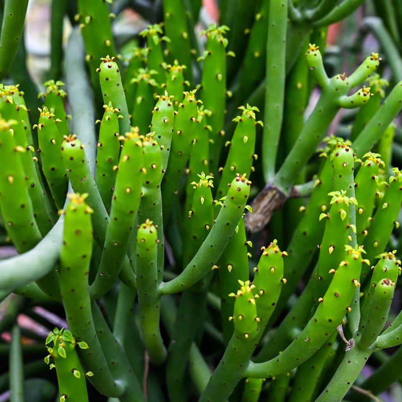 Euphorbia tirucalli - Plante crayon (Foliage)