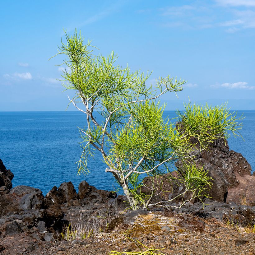 Euphorbia tirucalli - Plante crayon (Plant habit)