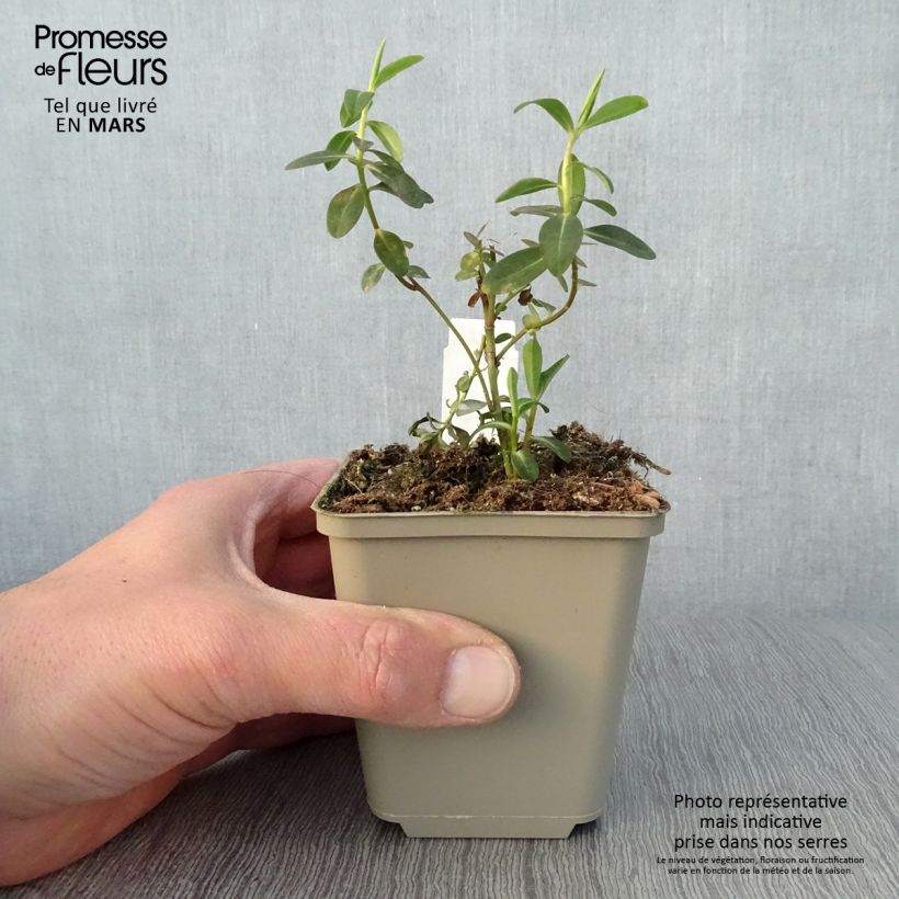 Spécimen de Euphorbia wallichii - Euphorbe Godet de 8/9 cm tel que livré au printemps