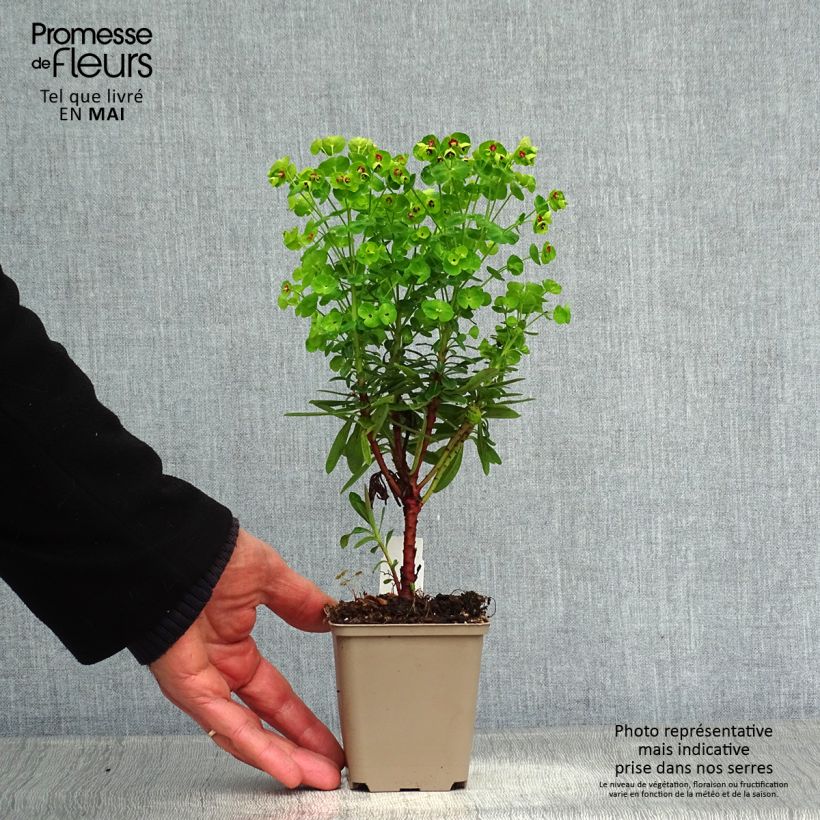 Spécimen de Euphorbia x martinii Baby Charm - Euphorbe hybride Godet de 8/9 cm tel que livré au printemps