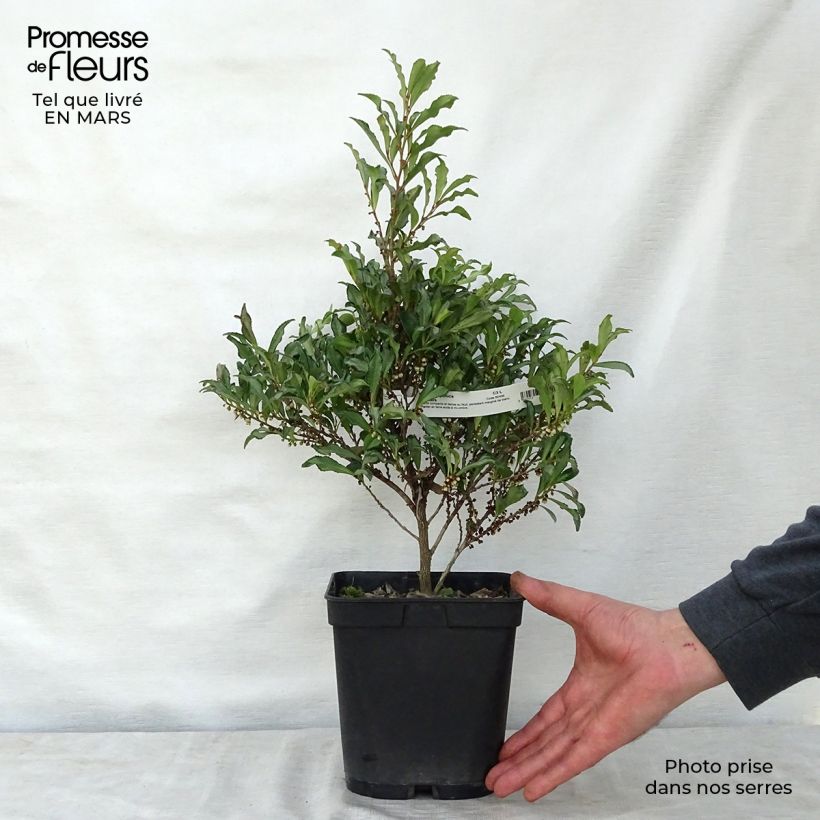 Spécimen de Eurya japonica Moutiers Pot de 2L/3L tel que livré au printemps