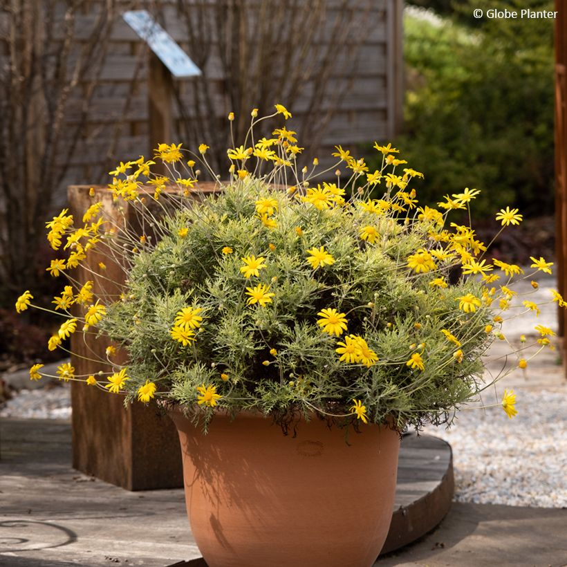 Euryops Infinity - Marguerite des savanes (Port)