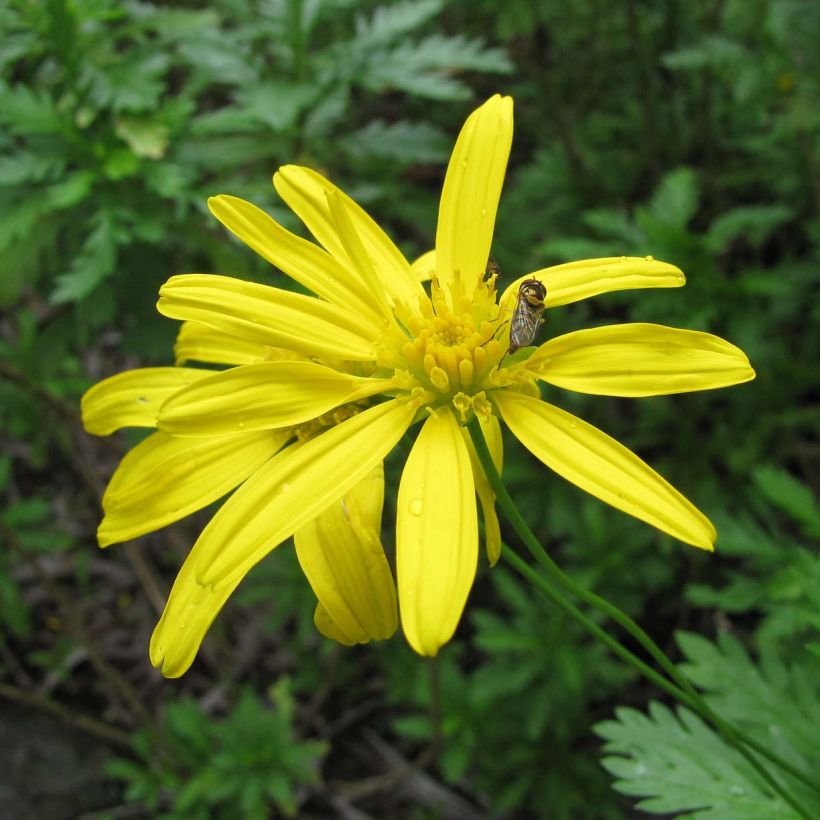 Euryops chrysanthemoides - Marguerite de la savane. (Flowering)