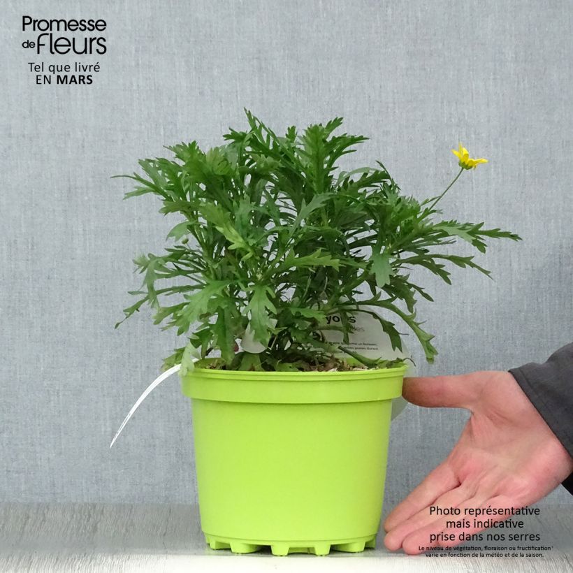 Example of Euryops chrysanthemoides - Marguerite de la savane. Pot de 2L/3L as you get in printemps