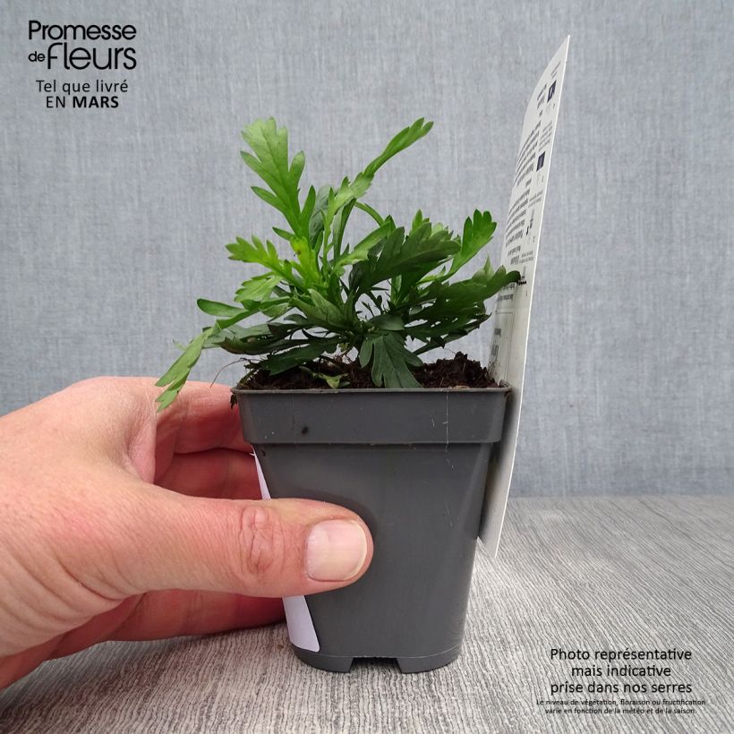 Example of Euryops chrysanthemoides Sonnenschein - Marguerite de la savane Godet de 8/9 cm as you get in printemps