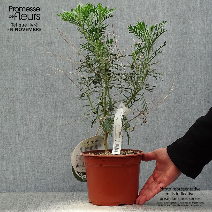 Spécimen de Euryops pectinatus - Marguerite des savanes Pot de 2L/3L tel que livré en automne