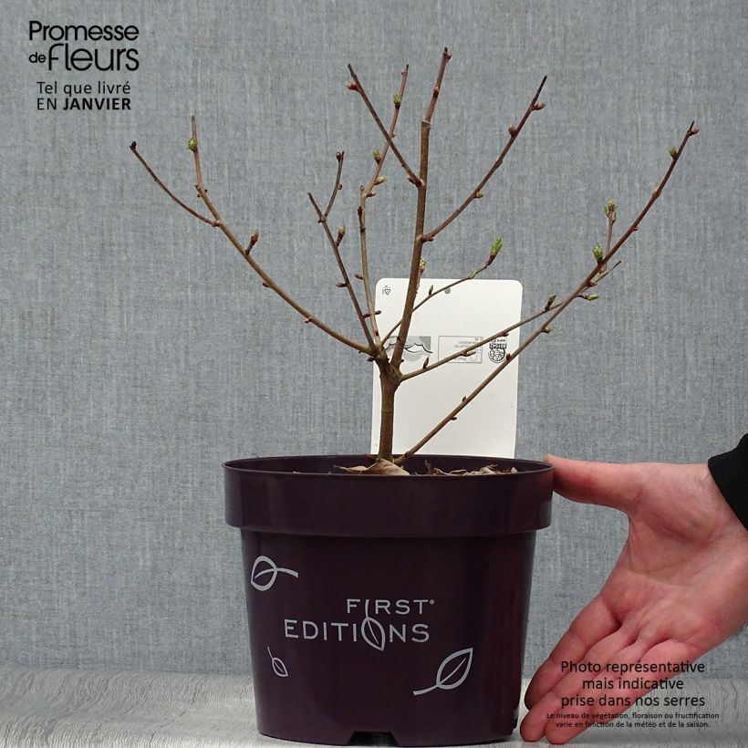Spécimen de Exochorda Lotus Moon - Exochorde hybride - Arbre aux perles Pot de 3L/4L tel que livré en hiver
