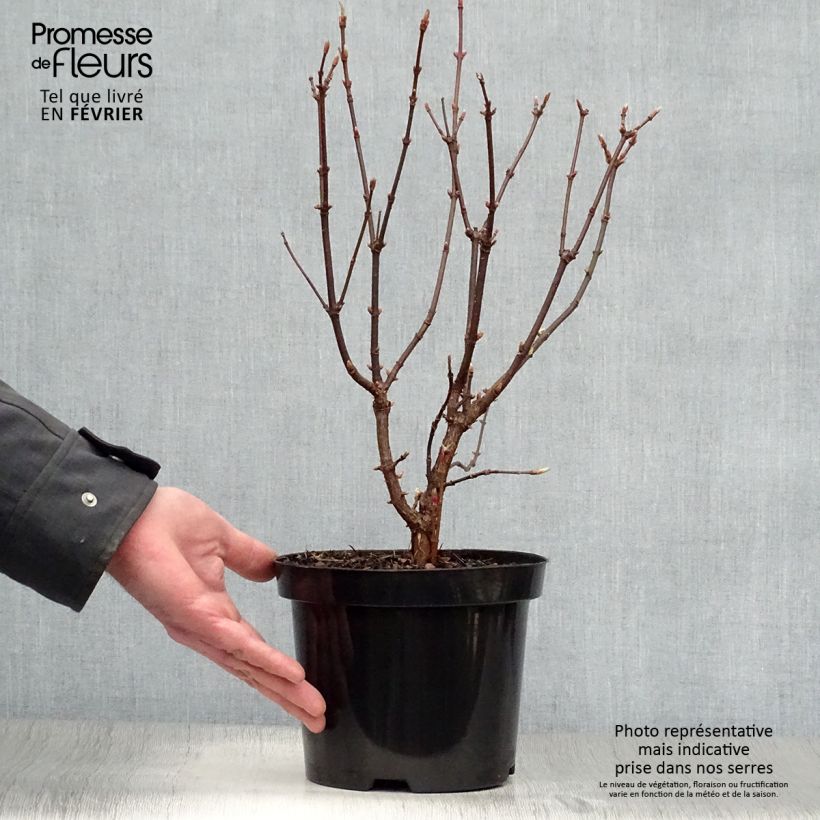 Spécimen de Exochorda serratifolia Snow White - Arbre aux perles Pot de 2L/3L tel que livré en hiver