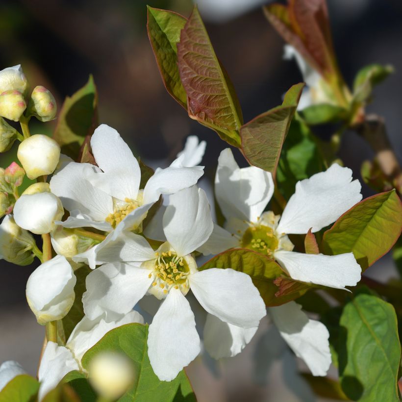 Exochorda serratifolia Snow White - Arbre aux perles (Floraison)