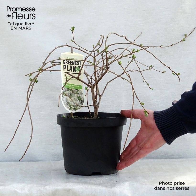Spécimen de Exochorda x macrantha The Bride Pot de 2L/3L tel que livré au printemps
