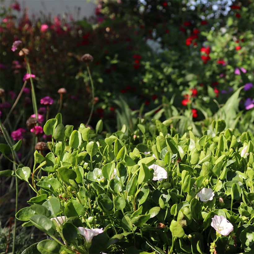 Falkia repens - Petites oreilles (Port)