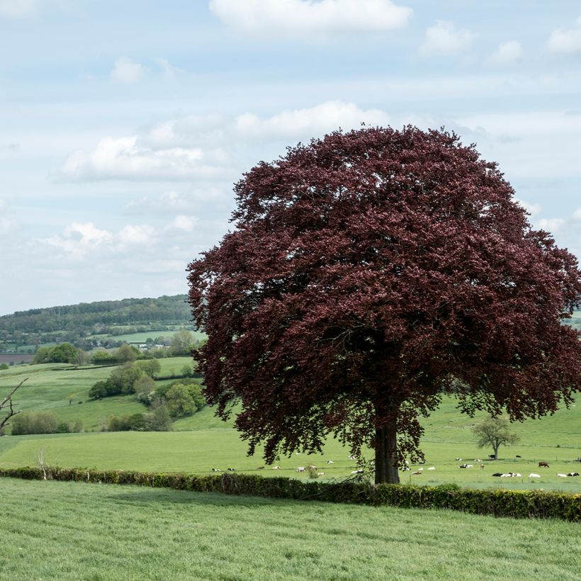 Fagus sylvatica Atropunicea - Hêtre pourpre (Port)