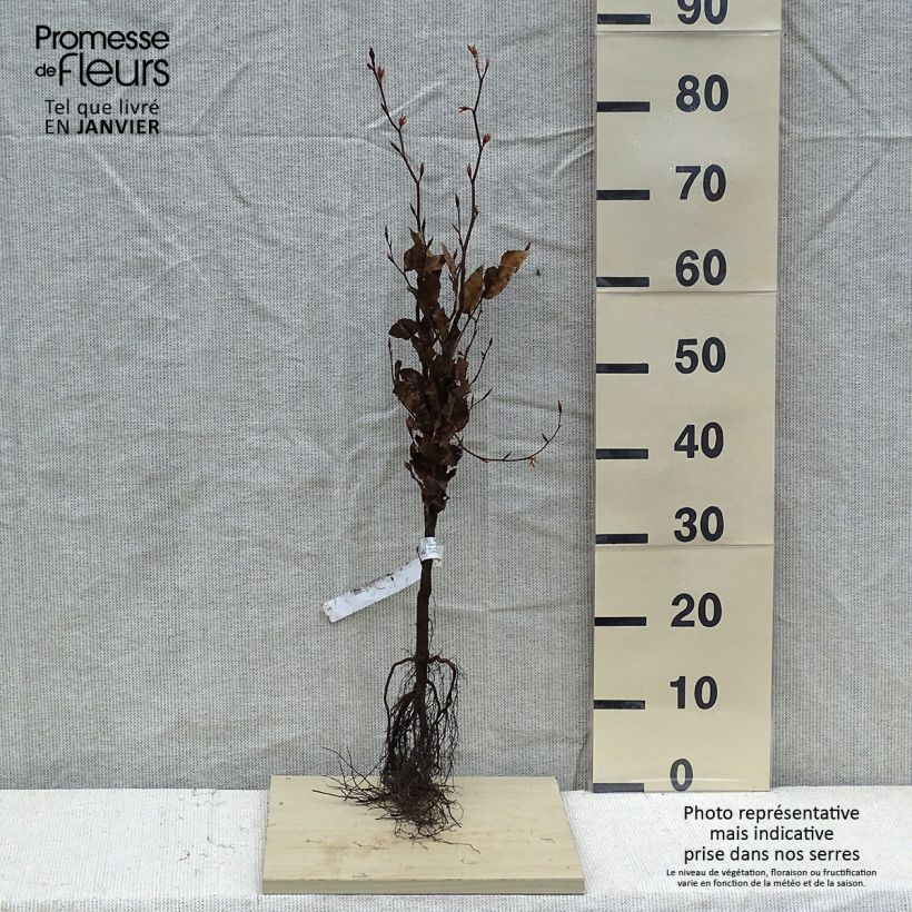 Spécimen de Fagus sylvatica Atropurpurea - Hêtre pourpre Racines nues tel que livré en hiver