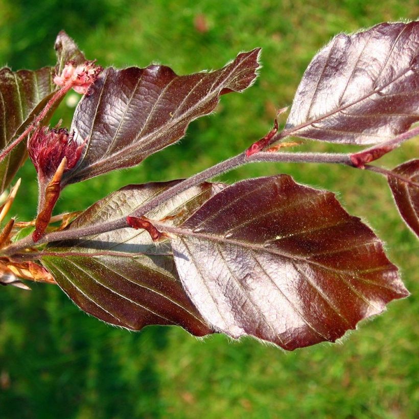 Fagus sylvatica Atropurpurea - Hêtre pourpre (Feuillage)