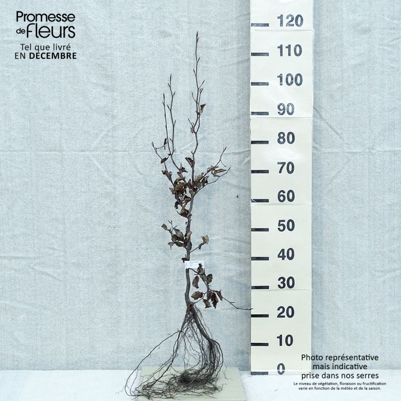 Spécimen de Fagus sylvatica Atropurpurea - Hêtre pourpre Racines nues tel que livré en hiver