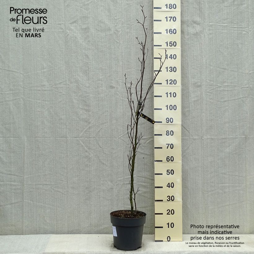 Spécimen de Fagus sylvatica Dawyck - Hêtre fastigié Pot de 4L/5L tel que livré au printemps