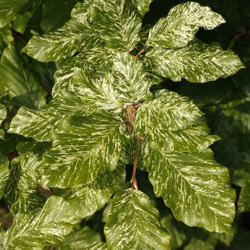 Fagus sylvatica Marmor Star - Hêtre panaché (Foliage)