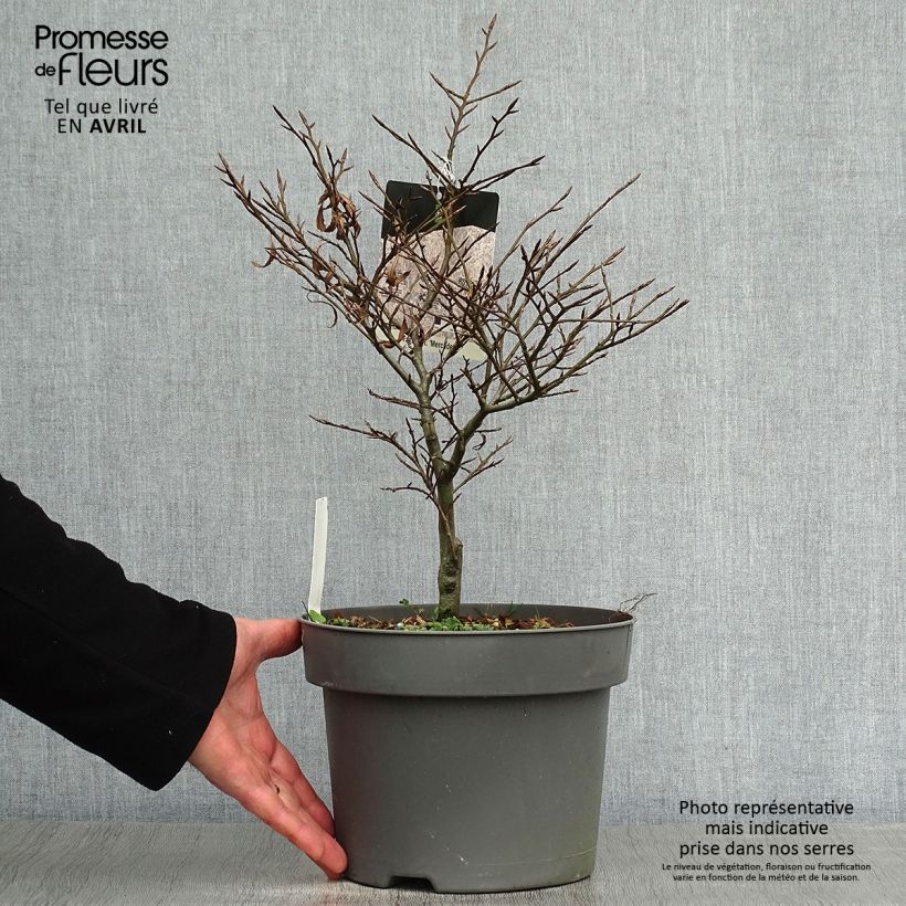 Spécimen de Fagus sylvatica Mercedes - Hêtre nain Pot de 4L/5L tel que livré au printemps