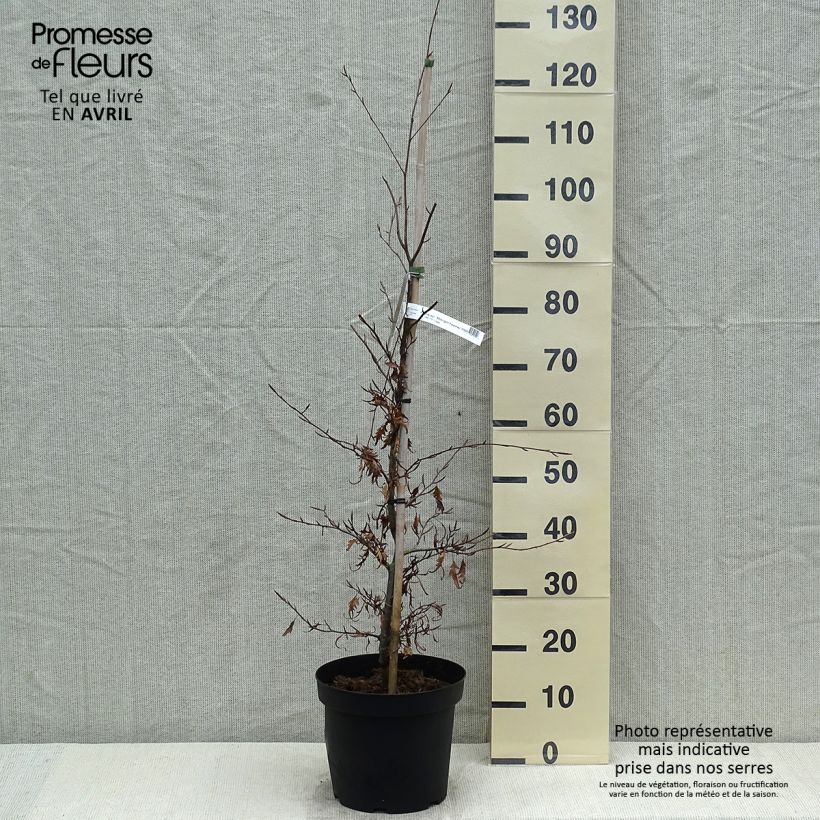 Spécimen de Fagus sylvatica Midnight Feather - Hêtre Pot de 4L/5L tel que livré au printemps