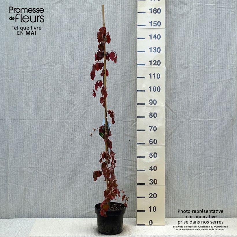 Spécimen de Fagus sylvatica Purple Fountain - Hêtre pourpre pleureur Pot de 4L/5L tel que livré au printemps